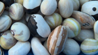 北海道・豆と開拓者たちの物語